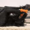 Major Dog Tussle Dummy - Large - Tug Toy - Image 2